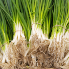 Green Onions
