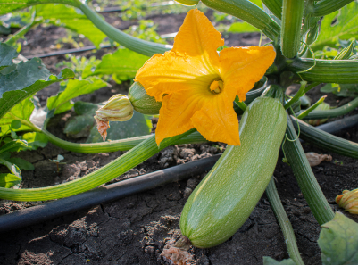 Summer Squash